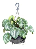 Peperomia Melancia planta natural cuia 21 vaso suspenso