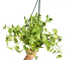 Peperomia scadens vaso suspenso pendente adulta - Quintal do bonsai