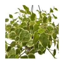 Peperomia Scandens Planta Variegata Natural Pendente