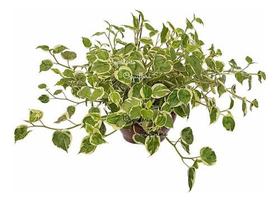 Peperomia Scandens Planta Variegata Natural Pendente