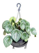 Peperomia Watermelon com vaso planta natural