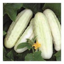 Pepino Branco Meio Comprido - 10grs de Sementes
