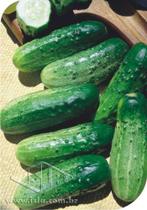 Pepino Conserva Wiscosin SMR 18 - 50gr De Sementes Pepino Conserva Wiscosin SMR 18 - 50gr De Sementes