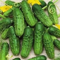 Pepino Hibrido Pioneiro Conserva -1,90gr De Sementes Pepino Hibrido Pioneiro Conserva -1,90gr De Sementes