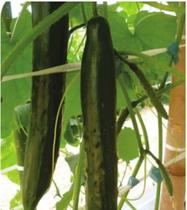 Pepino Hiroshi Japones - 50gr De Sementes