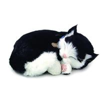 Perfect PETZZZ Filhote Gato BLACK e White Shorthair