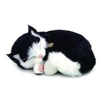 Perfect PETZZZ Filhote Gato BLACK e White Shorthair