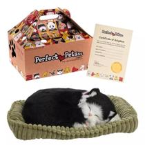Perfect Petzzz Filhote Gato Black E White Shorthair Respira
