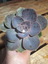 Perle - Muda de Suculenta Compacta em Vaso 09 Perle - Muda de Suculenta Compacta em Vaso 09