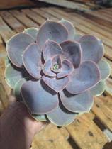 Perle - Muda de Suculenta Compacta em Vaso 13 cm Perle - Muda de Suculenta Compacta em Vaso 13 cm