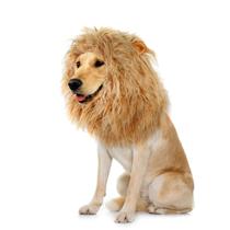 Peruca Dog Lion Mane Onmygogo tamanho M, traje amarelo Peruca Dog Lion Mane Onmygogo tamanho M, traje amarelo