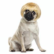 Peruca para animais de estimação Cobee Funny Dog Cat Cosplay para ouro de Halloween