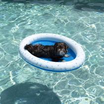 Pet Float Poolcandy inflável para cães pequenos e médios Pet Float Poolcandy inflável para cães pequenos e médios