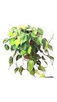 Philodendron hederaceum jiboia Brasil cuia 21