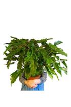 Philodendron Xanadú Gigante Adulta Com Vaso Ornamental - green house
