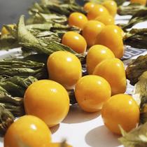 Physalis peruviana (Golden Berry) - Sementes Physalis peruviana (Golden Berry) - Sementes