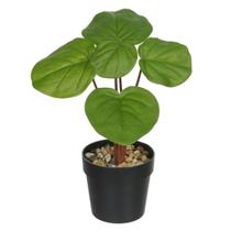 Pilea toque real permanente c/ pote x5 verde 24cm florarte