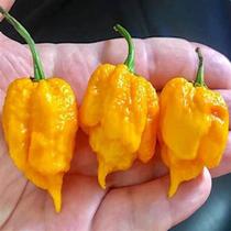 Pimenta Arara/ Trinidad Scorpion Amarela - 400mg De Sementes