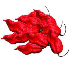 Pimenta Bhut Jolokia 10 frutos in natura