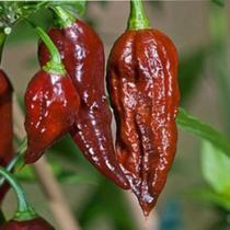 Pimenta Bhut Jolokia Chocolate -2gr De Sementes