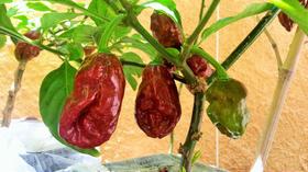 Pimenta Bhutlah Chocolate 10 Frutos In Natura