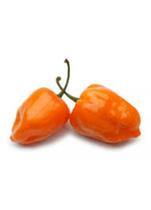 Pimenta BRS Nandaia Habanero Laranja - 1gr de Sementes