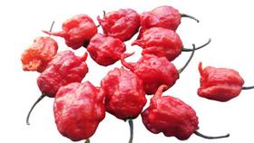 Pimenta Carolina Reaper In Natura 12 Unidades Pimenta Carolina Reaper In Natura 12 Unidades