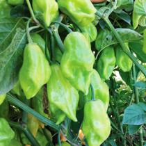 Pimenta de cheiro Acemira - Capsicum frutescens - Sementes Pimenta de cheiro Acemira - Capsicum frutescens - Sementes