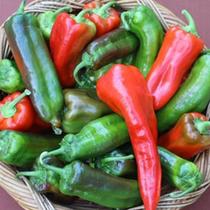 Pimenta - Doce Italiana - 2,5gr De Sementes Pimenta - Doce Italiana - 2,5gr De Sementes