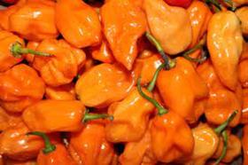 Pimenta Habanero Laranja Miguelito - 400mg de Sementes