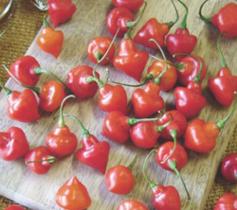 Pimenta Piãozinho - 400mg De Sementes