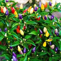 Pimenta Piramide Ornamental - 240mg/ 50 Sementes