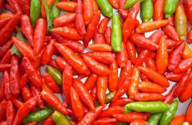Pimenta Tabasco - 400mg De Sementes Pimenta Tabasco - 400mg De Sementes
