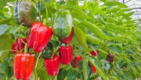 Pimentão All Big - 6gr De Sementes