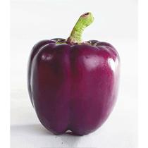 Pimentão Gracepurple Hibrido F1 - 82mg = 15 Sementes