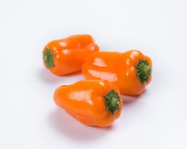 Pimentao Mini Siciliano Hibrido - 5 Sementes