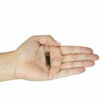 PINGENTE FIGA QUARTZO CÓSMICO - (2,5 a 4)cm