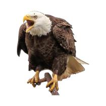 Pingente Repelente De Pássaros Durável Em Forma De Coruja, Sino Repelente Para Pomares E