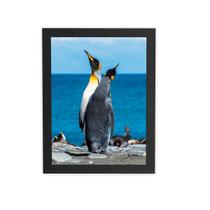 Pinguins Animais Oceano Mar Quadro Moldura Preta 60X40Cm