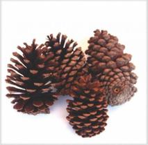 Pinha Natural para decorações pacote c/10 Flores Secas - Lembrançinha Decoração flor