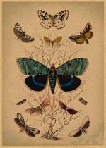 Pintura em cartaz, borboleta vintage, arte de parede retrô 30x42cm