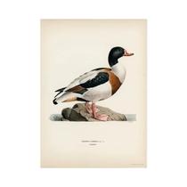 Pintura Em Tela Retro De Aves Vertebradas, Arte Realista De Cormorã, Mural Decorativo Para Sala De
