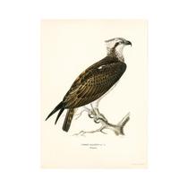 Pintura Em Tela Retro De Aves Vertebradas, Arte Realista De Cormorã, Mural Decorativo Para Sala De