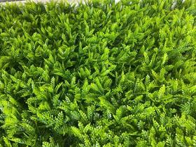 Placa De Grama Artificial Para Decoração Parede Samambaia