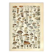Placa Decorativa A2 Cogumelos Ilustração Botânica Retro Plantas