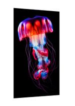 Placa decorativa - arte marinha água-viva jellyfish