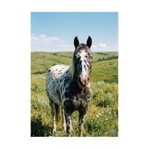 Placa Decorativa Cavalo Branco no Pasto Verde Fundo 50x70cm