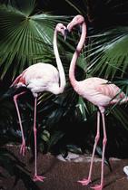 Placa Decorativa Flamingo 20x20cm Placa Decorativa Flamingo 20x20cm