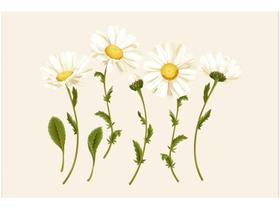 Placa Decorativa MDF Daisy 30x44cm