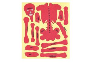 Placa em eva Esqueleto Partes em EVA Escolar Life Toy